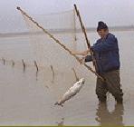Pche  pied en Baie du Mont-Saint-Michel